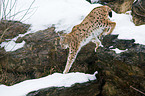 Carpathian lynx