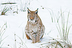 Carpathian lynx