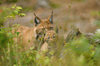 lynxes