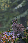 lynx