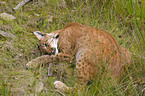 lynx