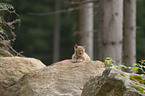 young lynx