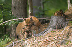 lynxes