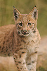 young lynx