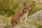 young lynx