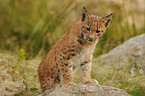 young lynx