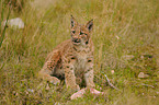 young lynx