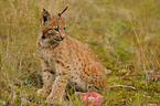 young lynx