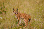 young lynx