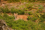 young lynx