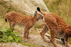 lynxes