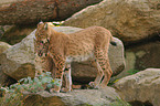 lynxes