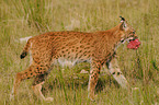 lynx