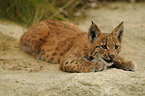 young lynx