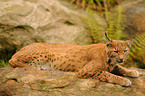 lynx