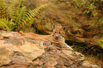young lynx