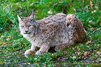 lynx