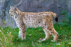 lynx
