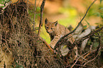 young lynx