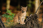 young lynx