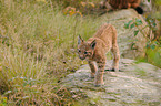 young lynx