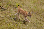 young lynx