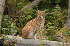 lynx