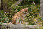 lynx