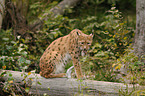 lynx
