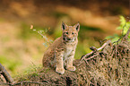 young lynx