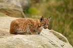 young lynx
