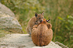 lynxes