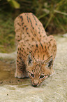 young lynx