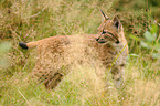 young lynx