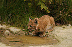 young lynx