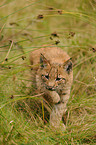 young lynx