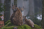 lynx