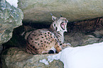 lynx