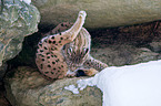 lynx