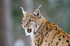 lynx