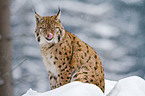 lynx