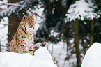 lynx