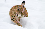 lynx