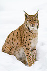 lynx