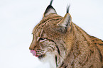 lynx