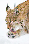 lynx