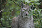 Lynx
