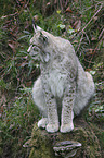 Lynx