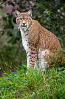 Eurasian lynx