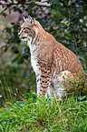 Eurasian lynx